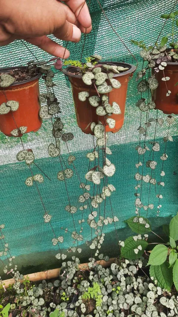 String_Of_Heart_Hanging_Plants